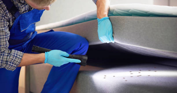 Best Local Pest Control Services  in Seminole Manor, FL