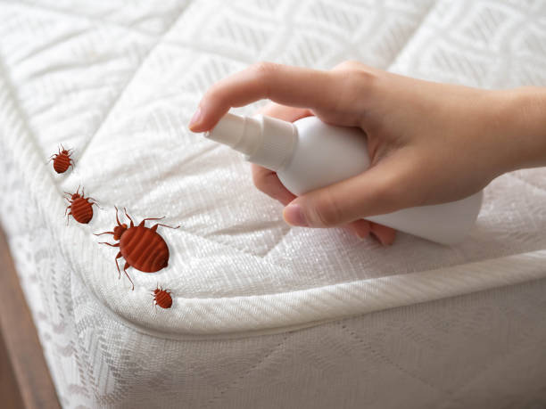 Flea Control Services in Seminole Manor, FL