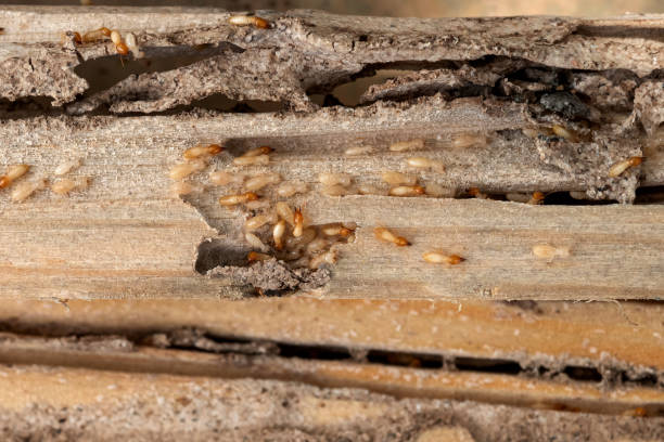 Best Pest Inspection Near Me  in Seminole Manor, FL
