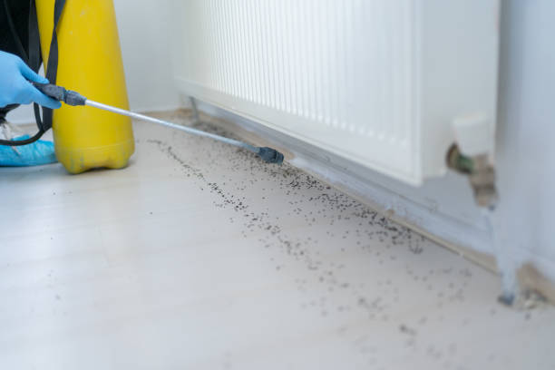 Best Spider Control Near Me  in Seminole Manor, FL