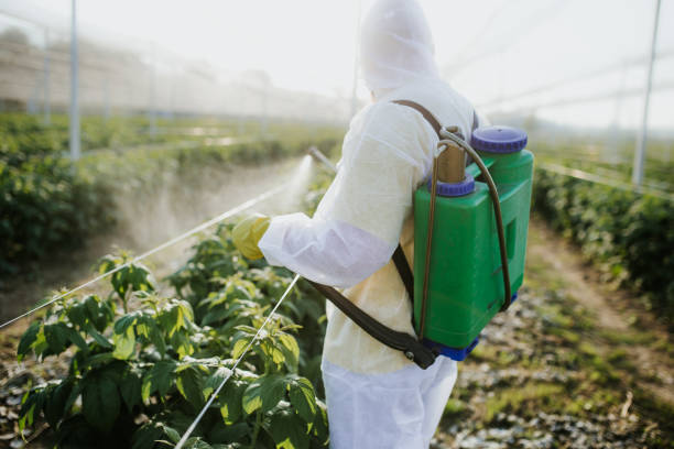 Best Pest Removal Services  in Seminole Manor, FL